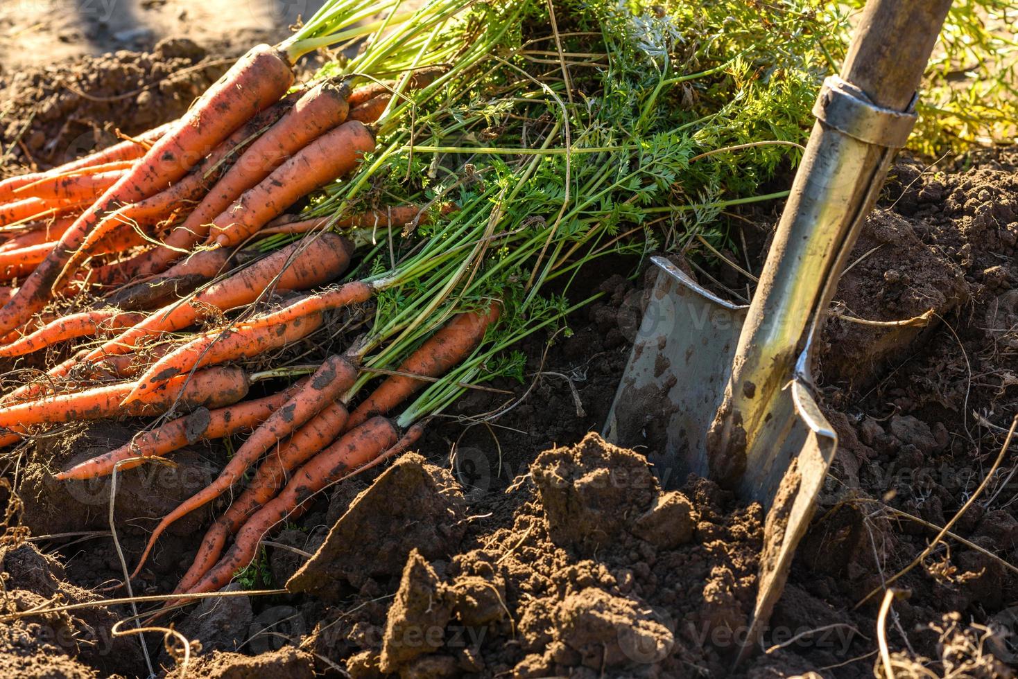 carottes fraîchement récoltées au sol dans le jardin photo