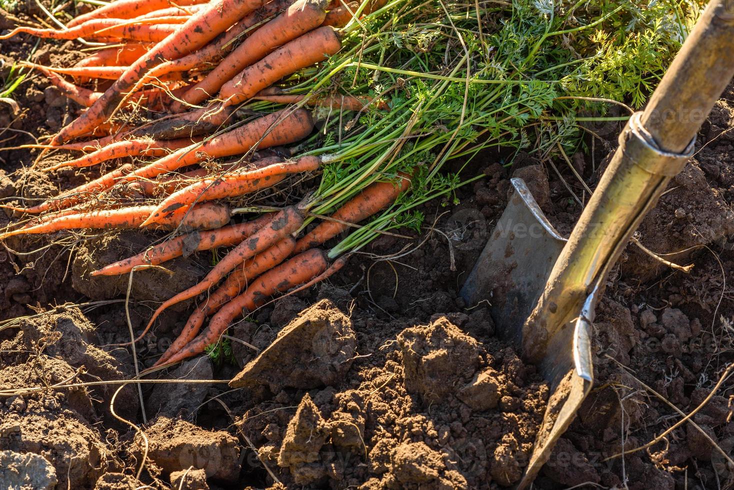 carottes fraîchement récoltées au sol dans le jardin photo