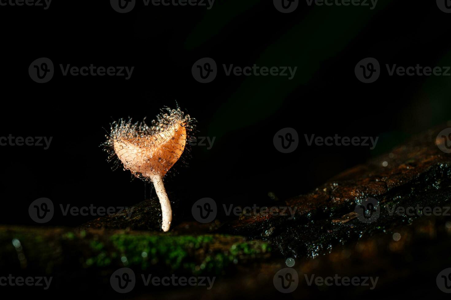 poilu champignon dans pluie forêt à saraburi province, Thaïlande, photo