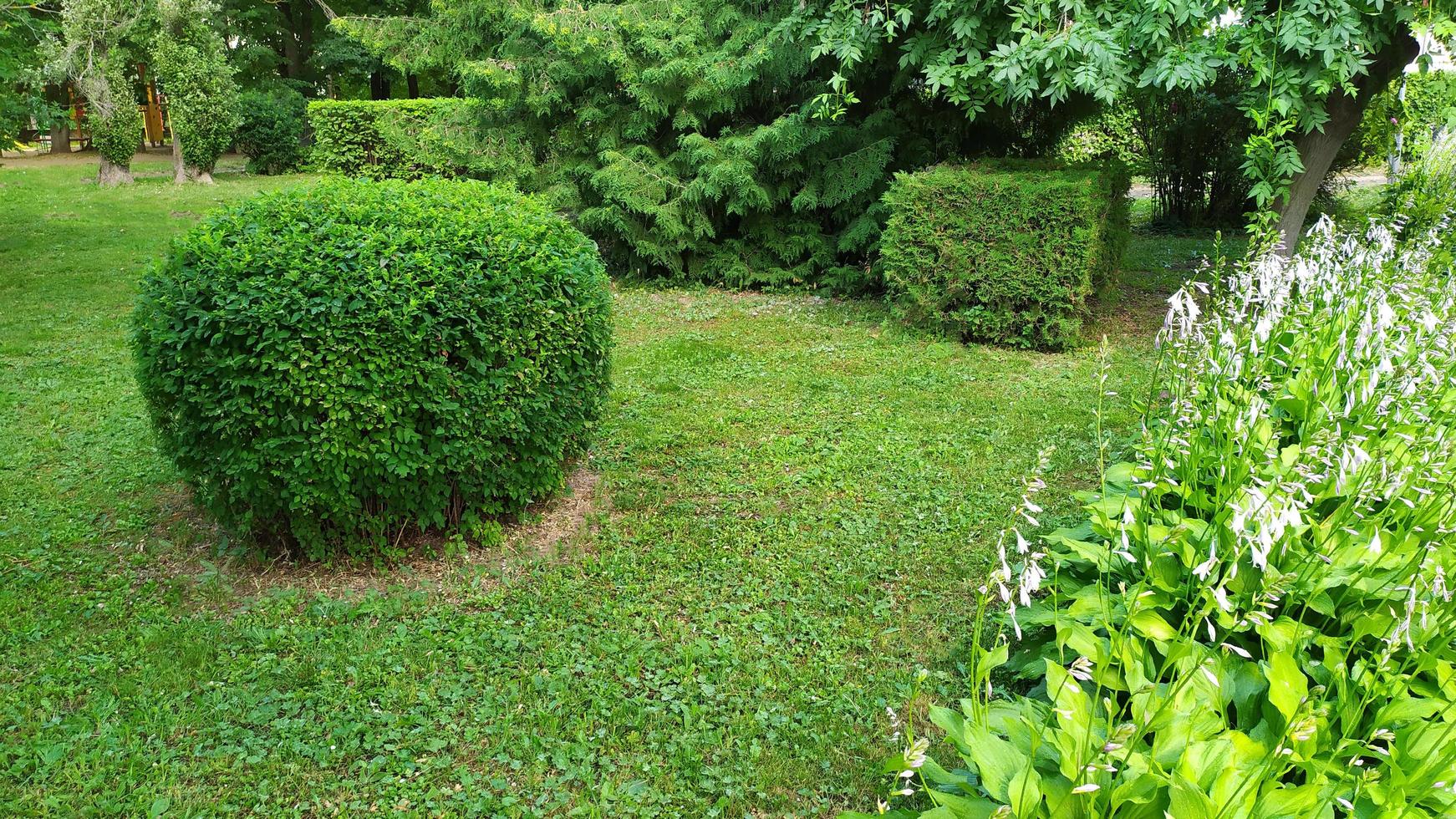 arbustes d'ornement. espace vert en forme de boule. parterres de fleurs photo