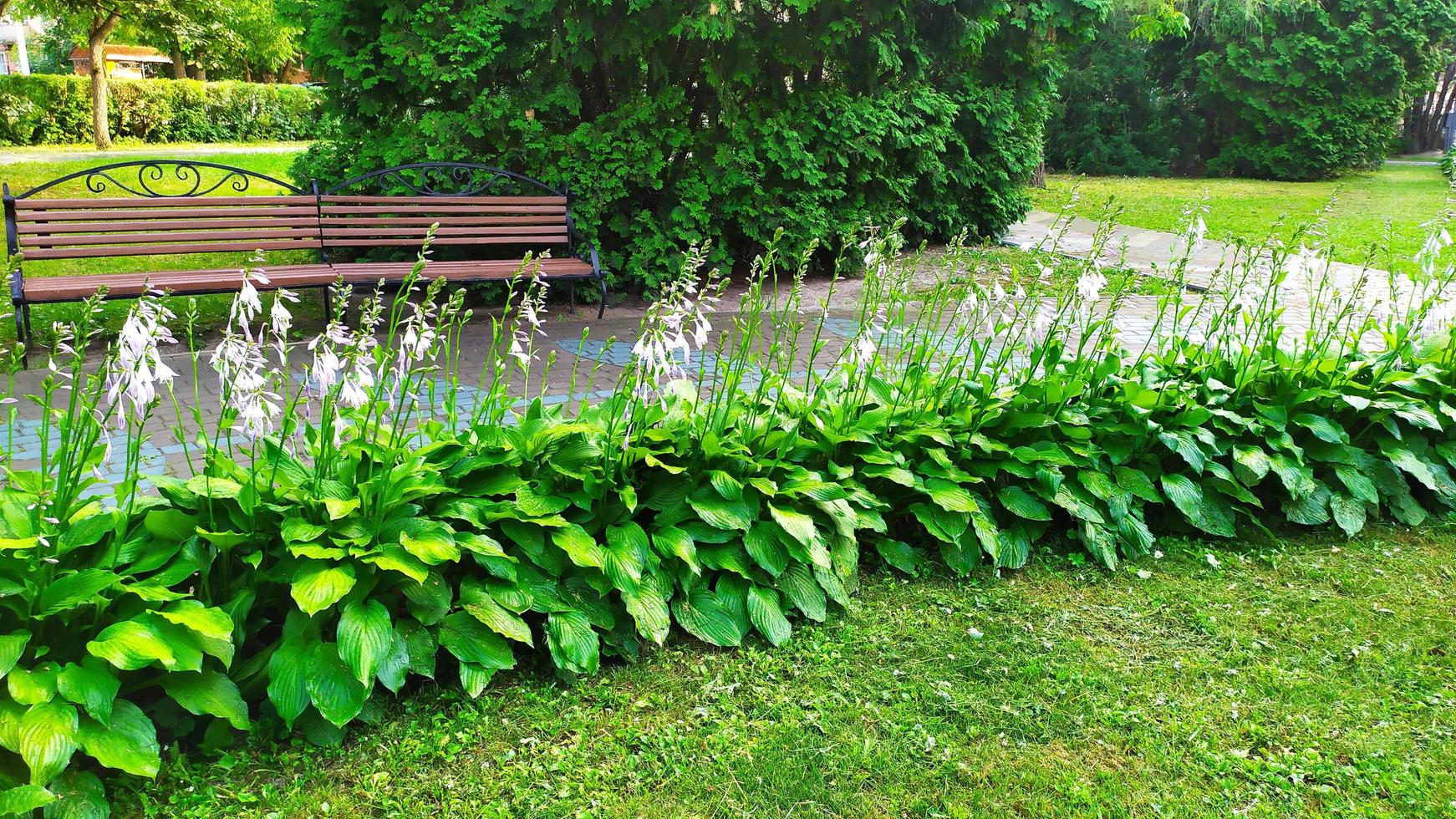 un parterre de fleurs photo