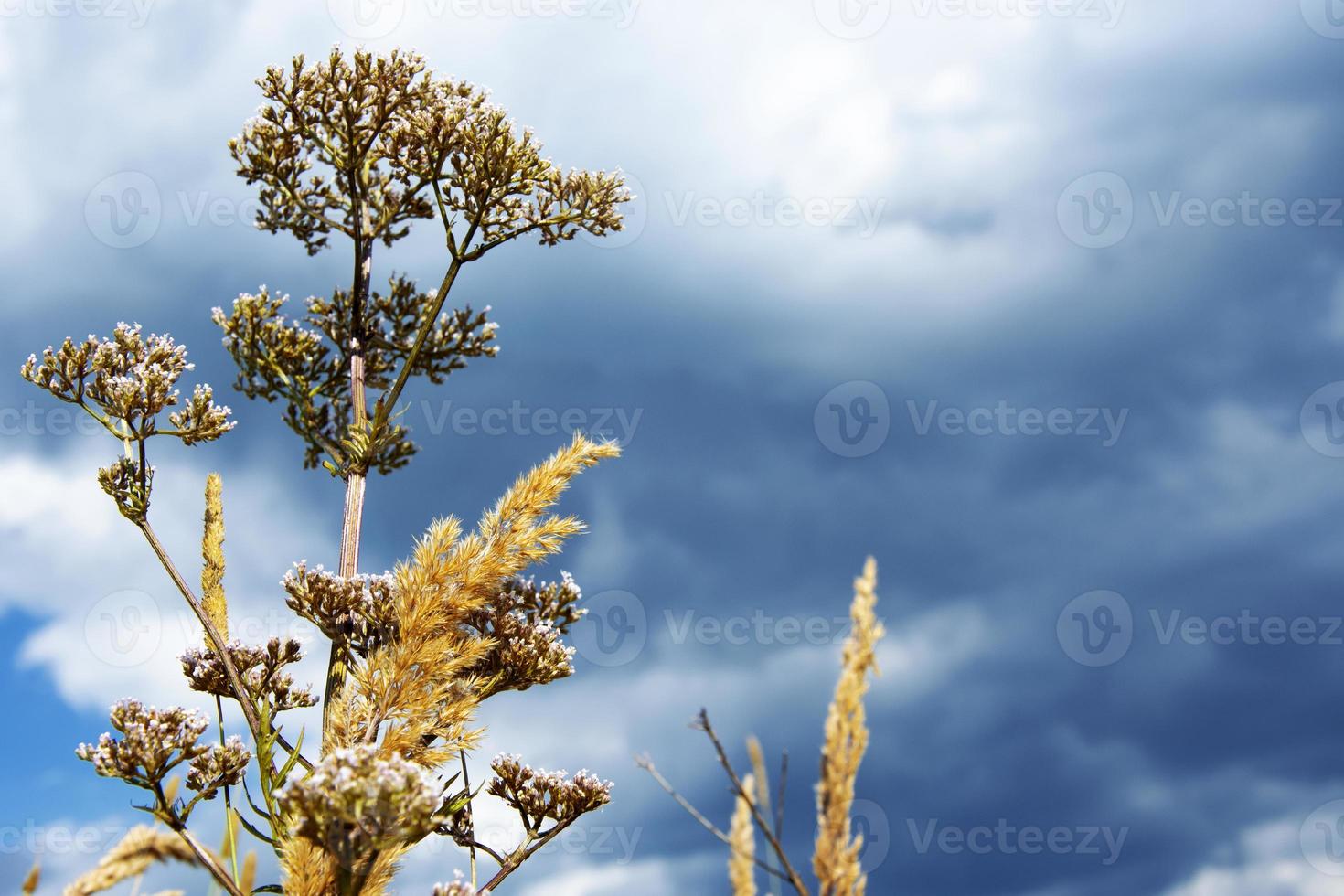 herbe de prairie sèche contre le ciel bleu photo