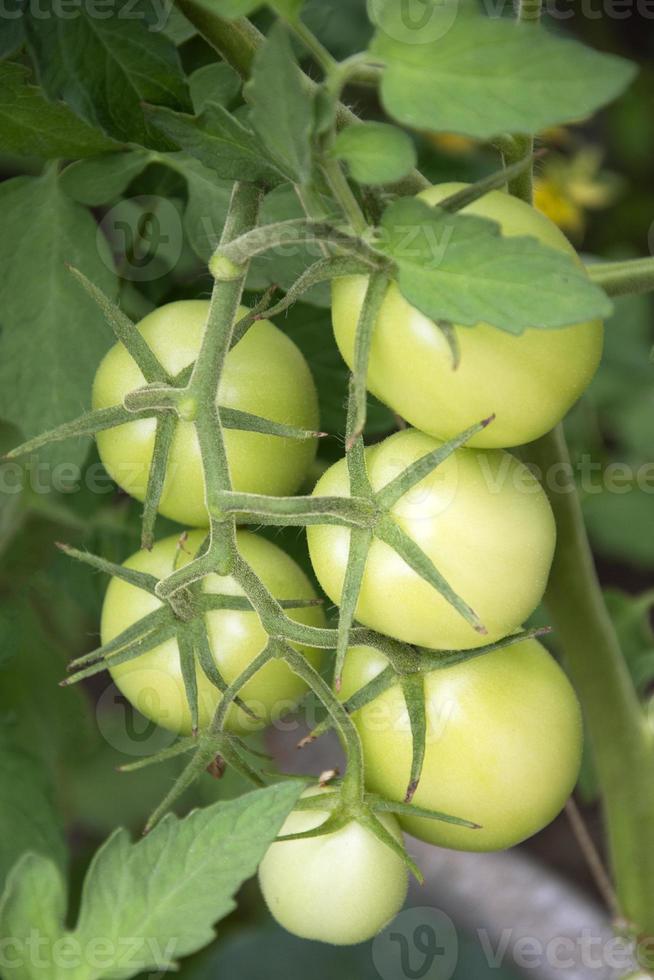 gros plan de tomates de serre photo