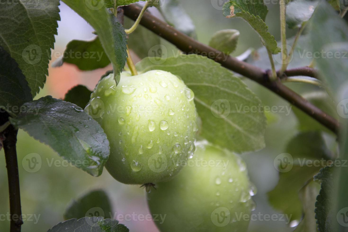 deux pommes vertes avec de la rosée photo