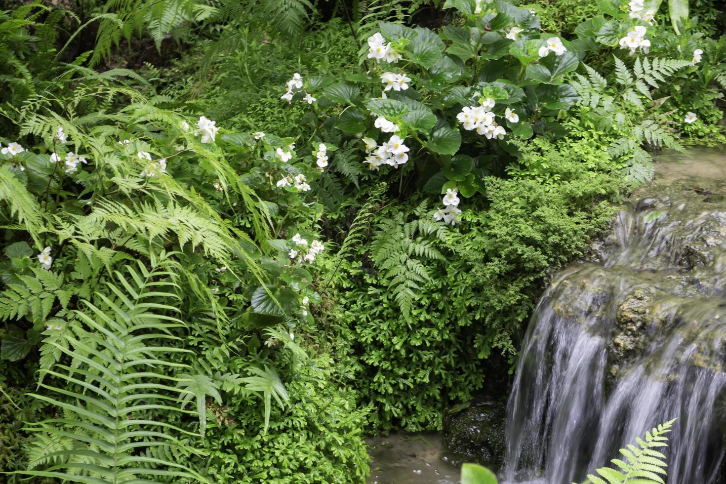 environnement vert tropical dans le jardin extérieur photo