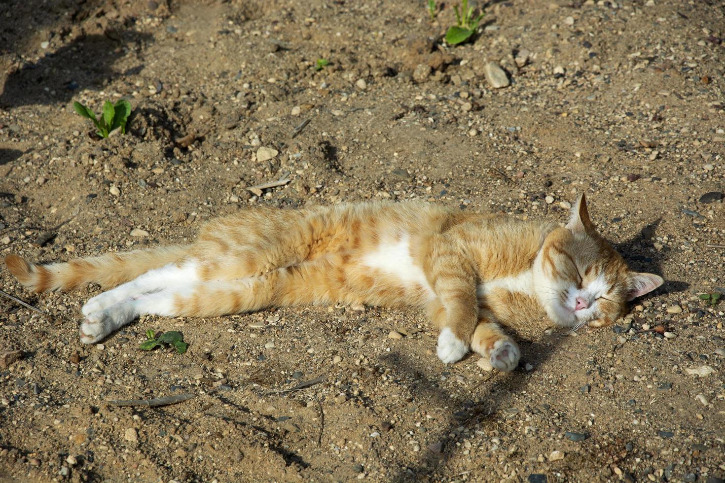 le chat dort au soleil. un chat roux s'étire sur le sable. photo