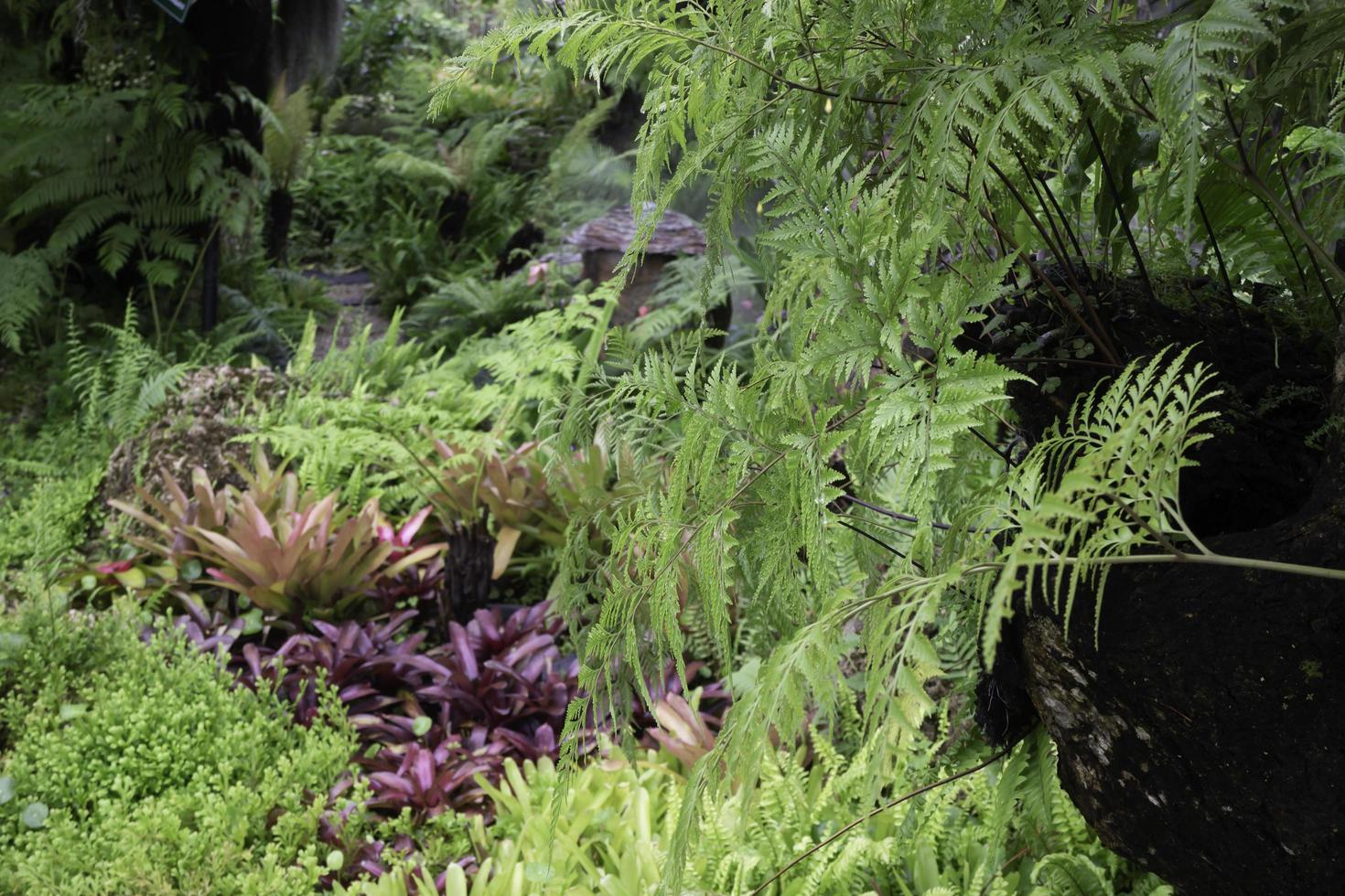 environnement vert tropical dans le jardin extérieur photo