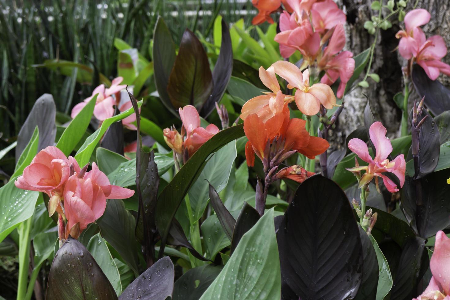 environnement vert tropical dans le jardin extérieur photo