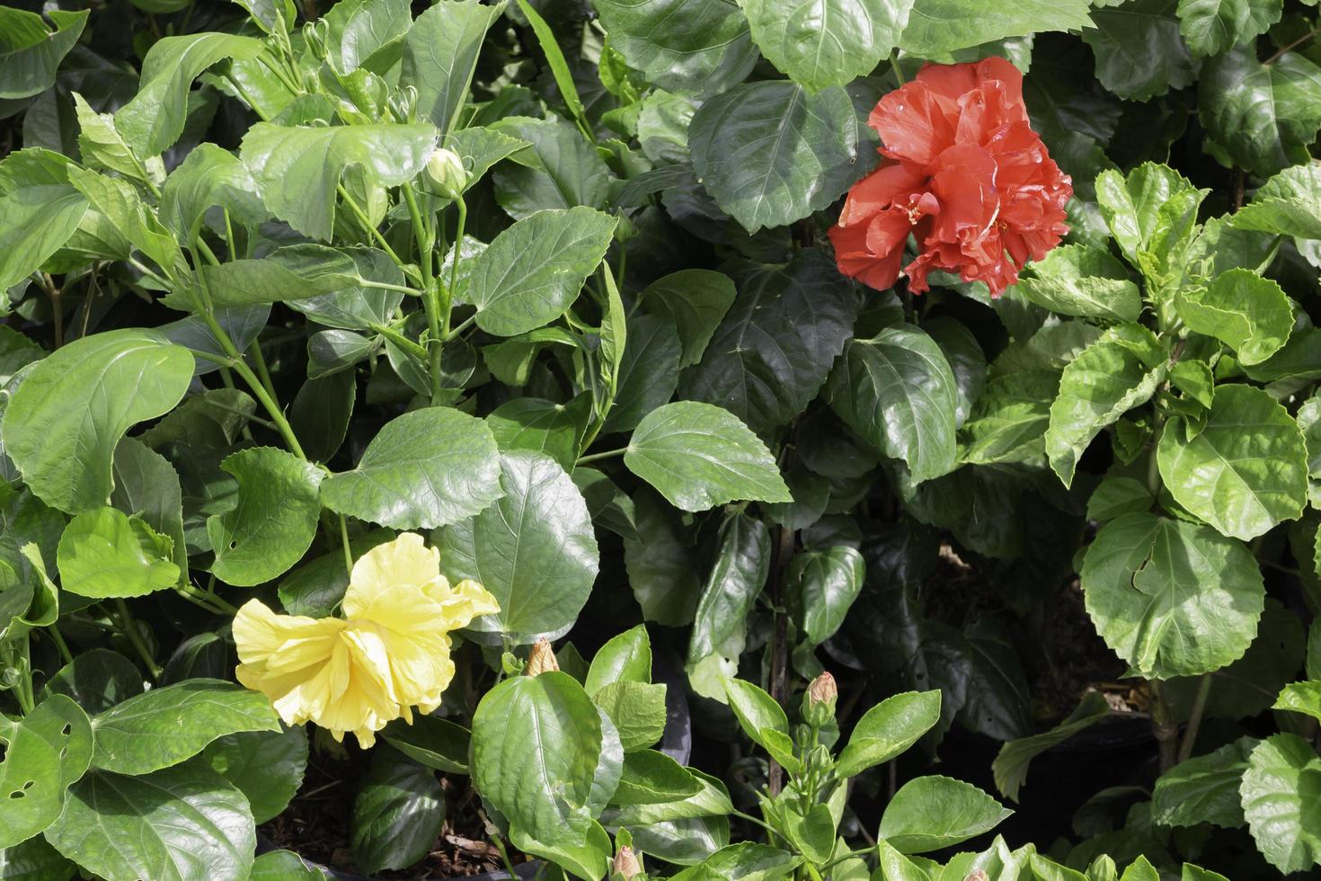 détendu au marché des plantes en plein air photo