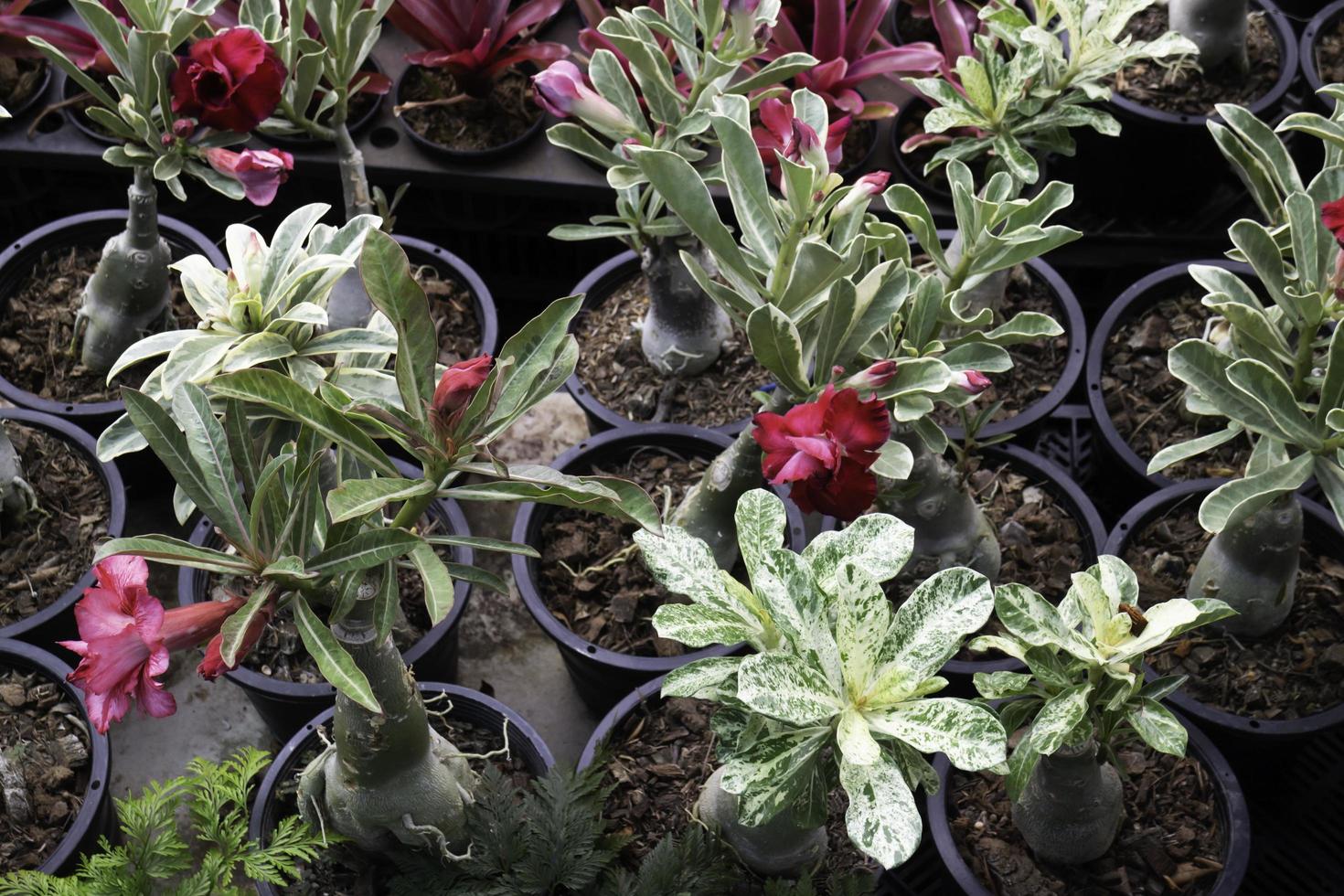 détendu au marché des plantes en plein air photo