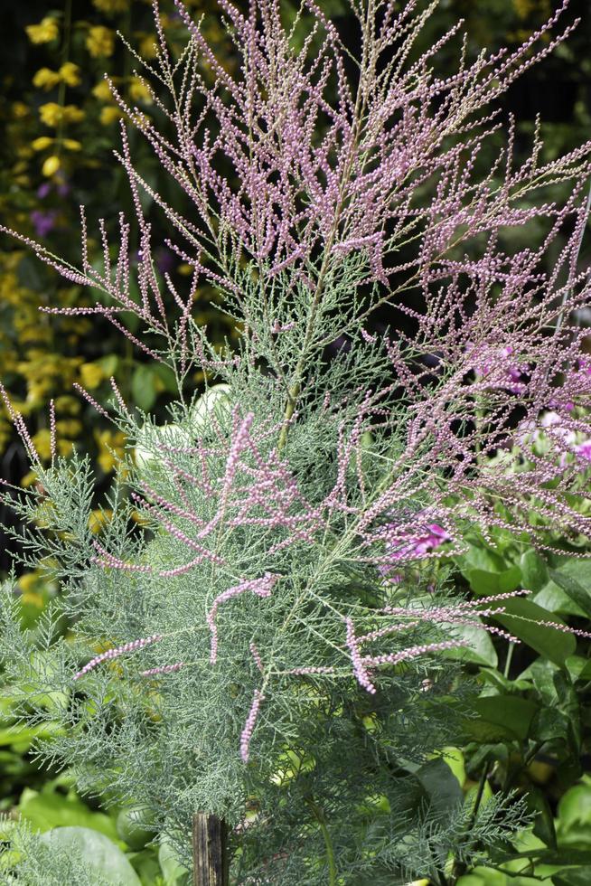 détendu au marché des plantes en plein air photo