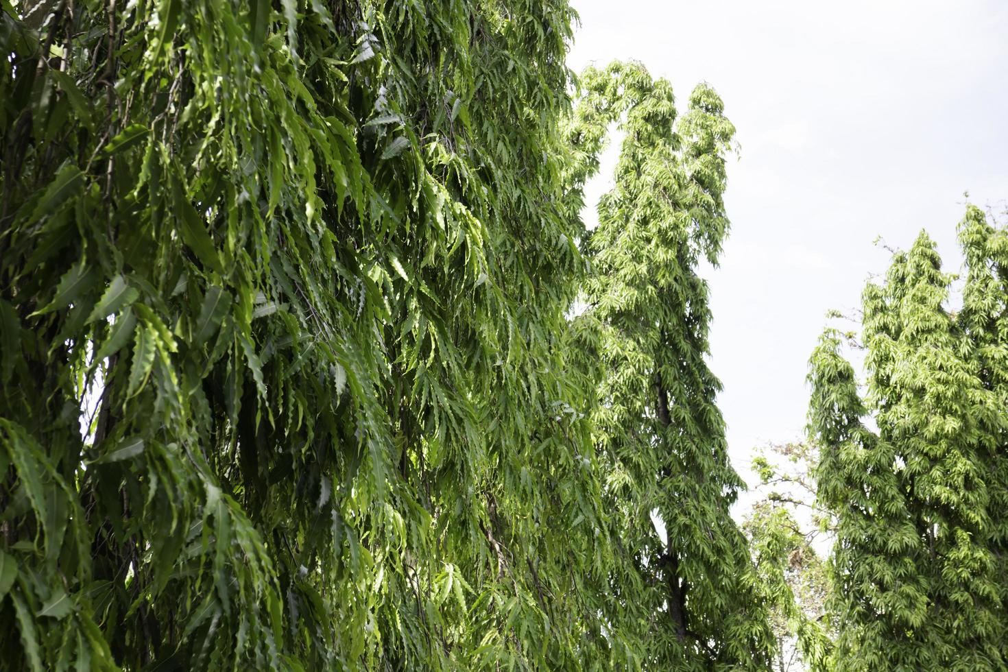 envahi par divers arbres à feuilles caduques photo