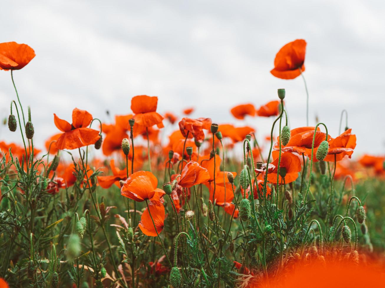 champ de coquelicots rouges. fleurs coquelicots rouges fleurissent sur champ sauvage photo