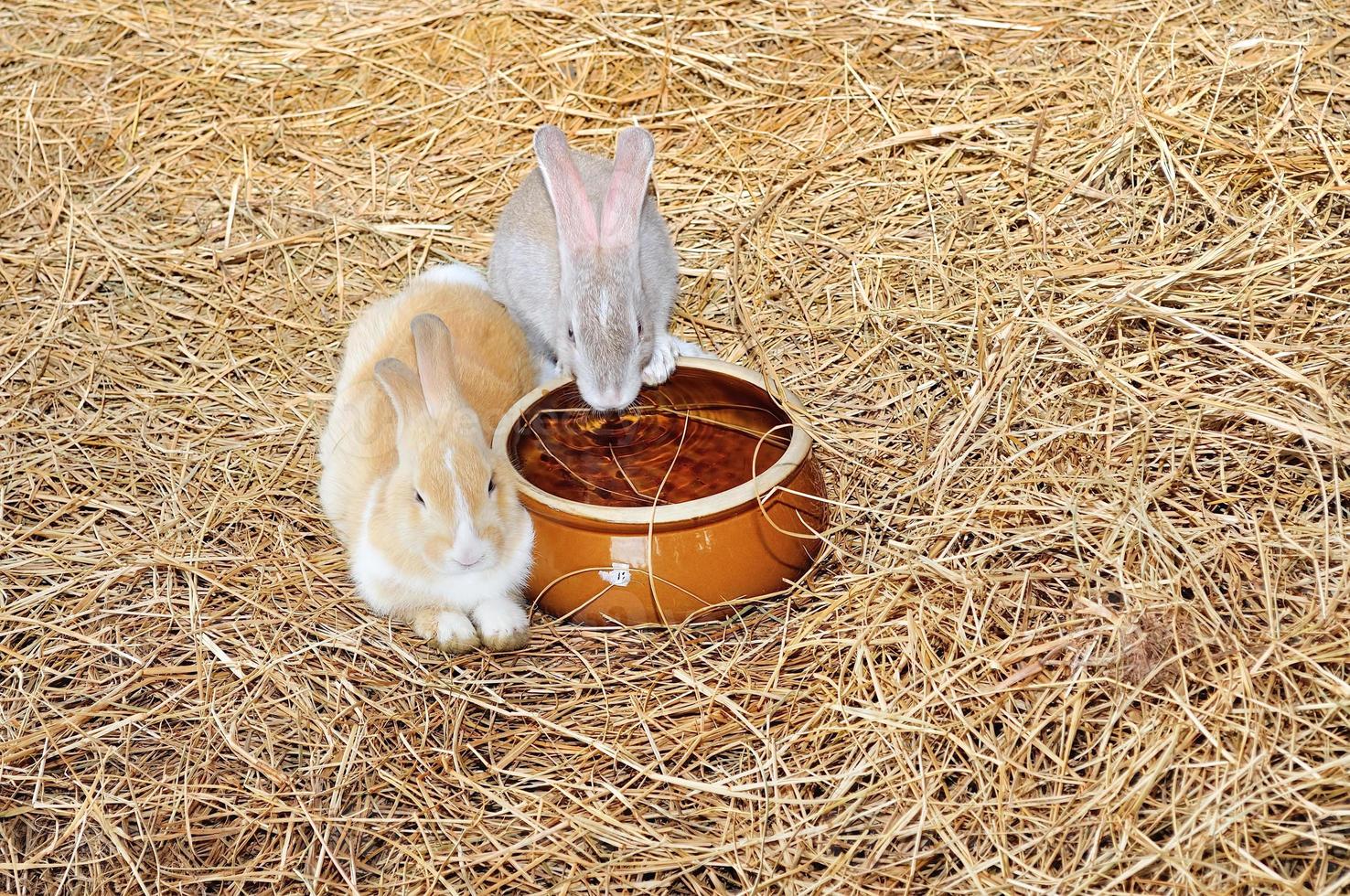 le lapin est assis sur des meules de foin ou de l'herbe sèche photo