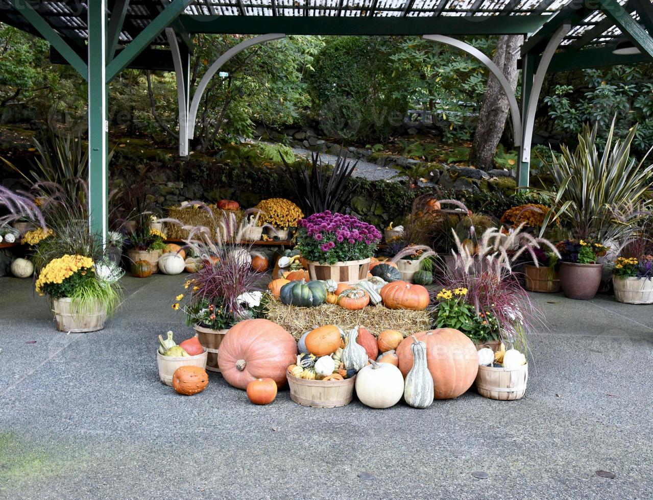 citrouilles et courges d'action de grâce photo