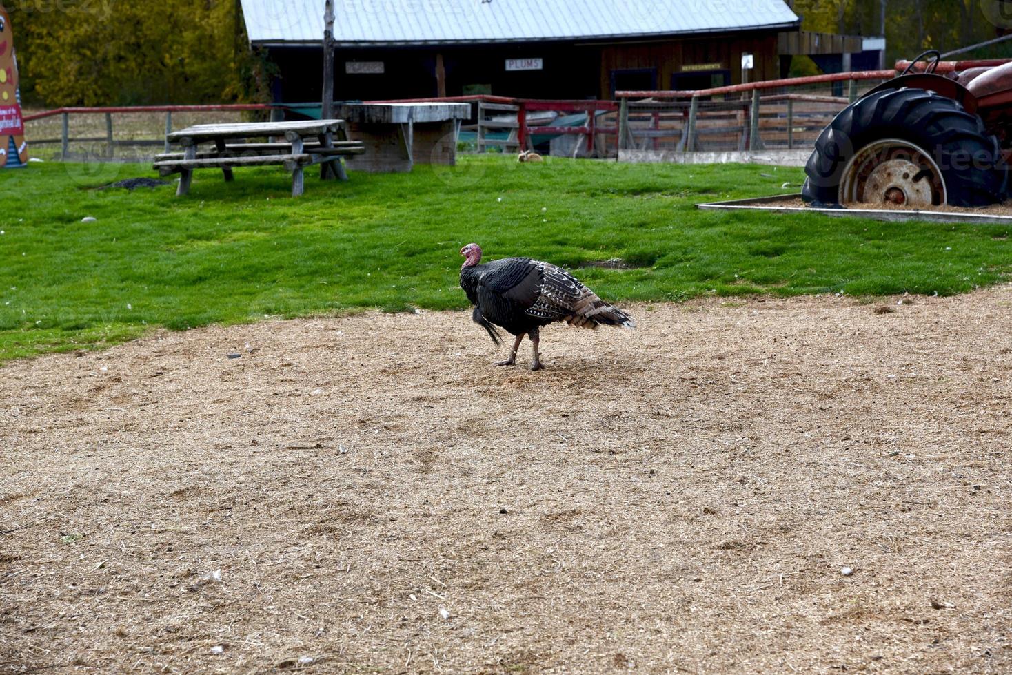 dinde de Thanksgiving à la ferme photo