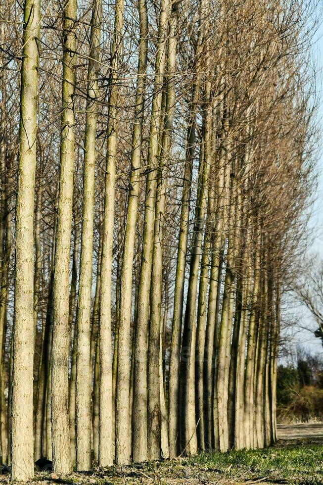 une rangée de des arbres photo