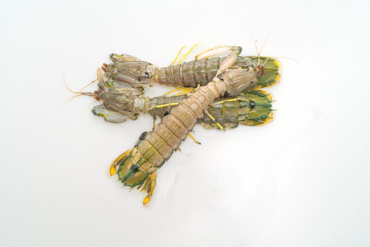 Crevettes mantis fraîches isolées sur fond blanc photo