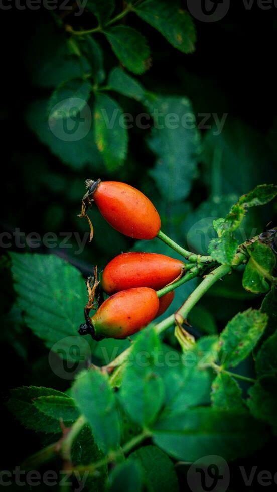 macro coup de mûr Rose les hanches dans la nature photo