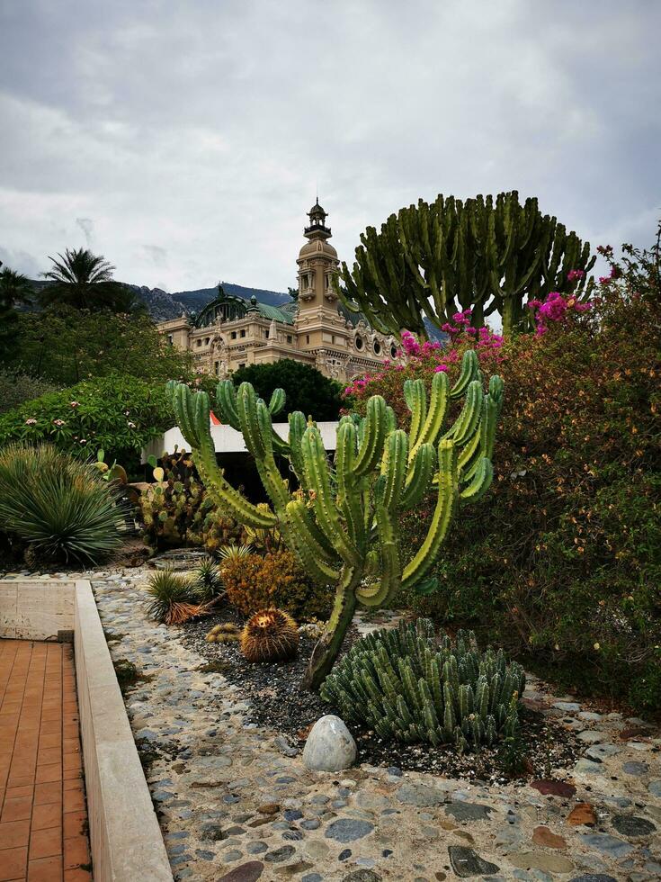 photo de une cactus jardin avec une bâtiment dans le Contexte