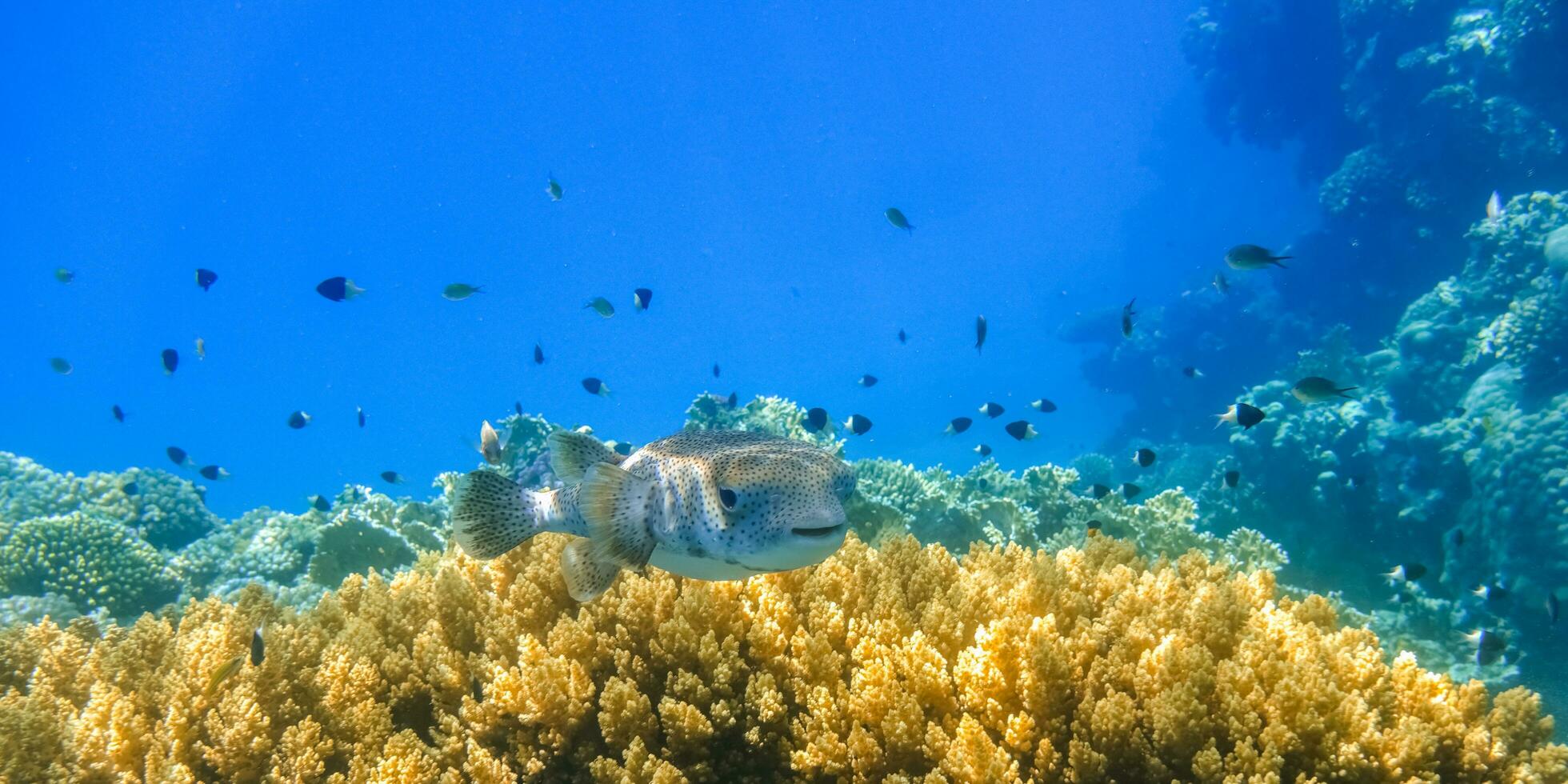 magnifique place ailette poisson-globe planant plus de Jaune coraux et lot de noir blanc des poissons dans bleu l'eau panorama photo