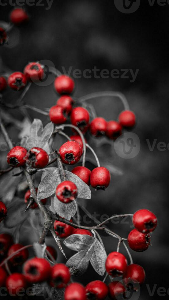 macro fermer de mûr aubépine baies dans l'automne photo