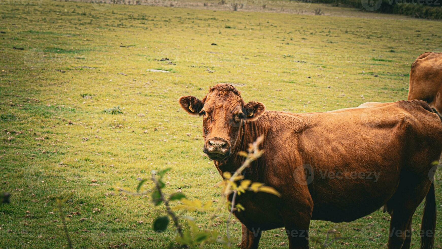 rural Prairie pâturage marron bétail dans vert pâturage photo