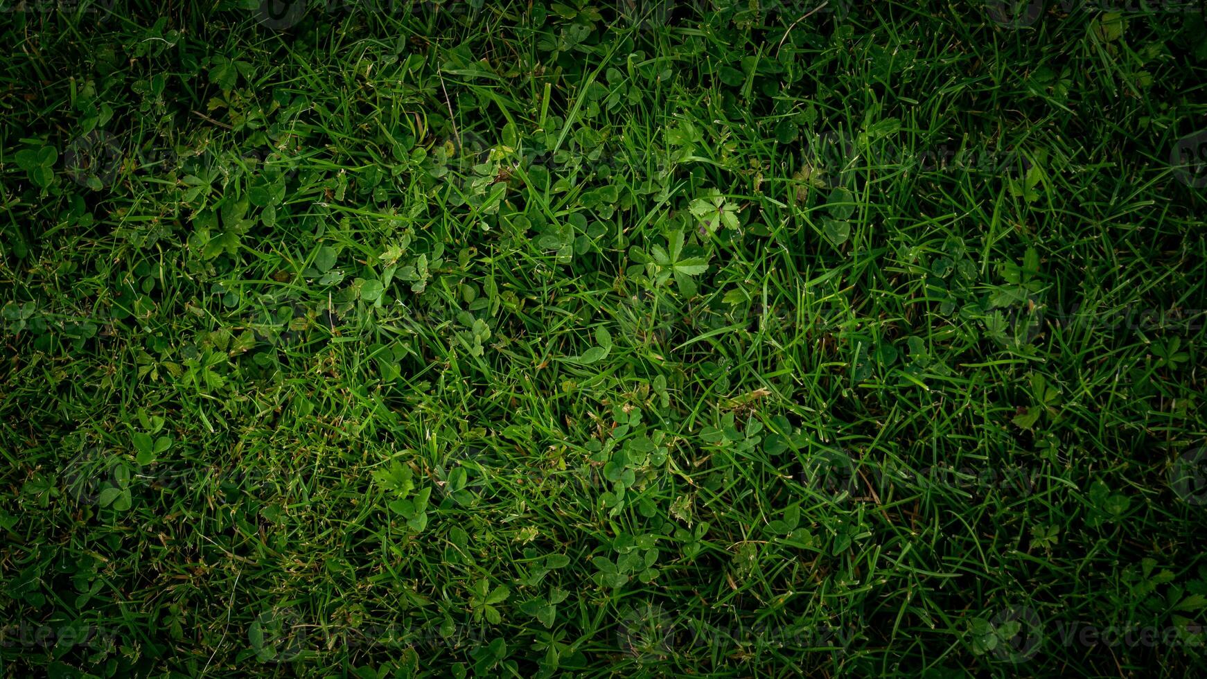 texture Contexte de vert herbe photo