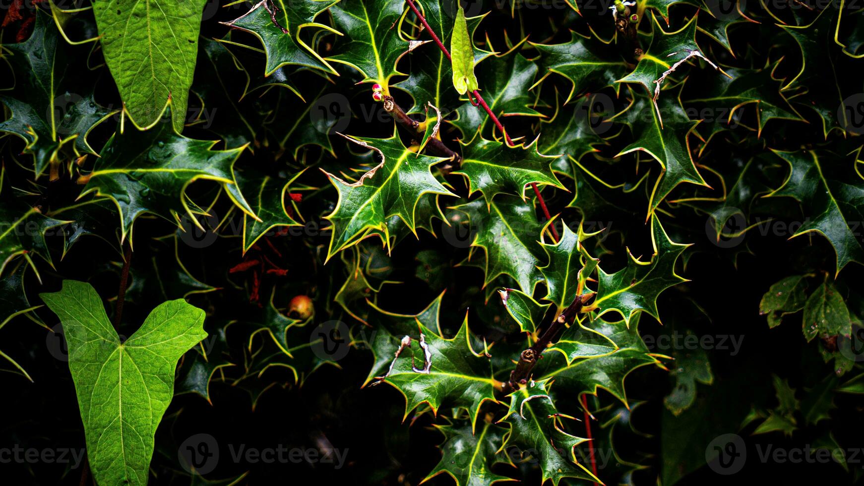 tropical jungle abstrait Haut vue feuillage photo