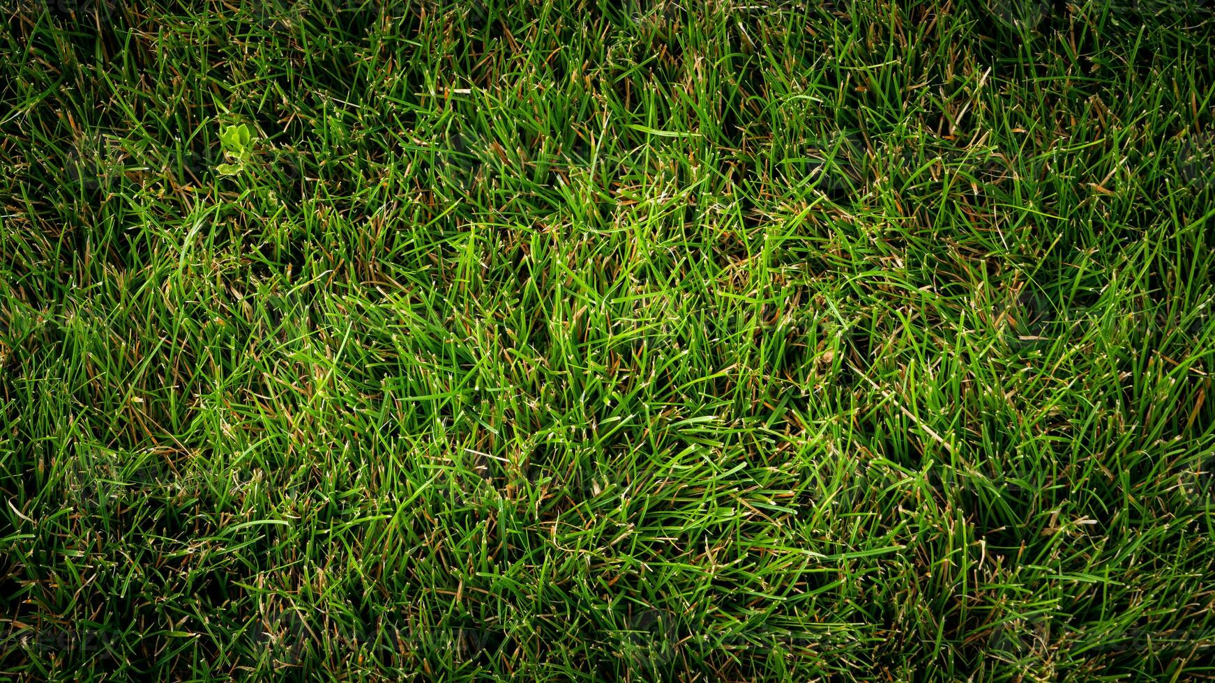 texture Contexte de vert herbe photo