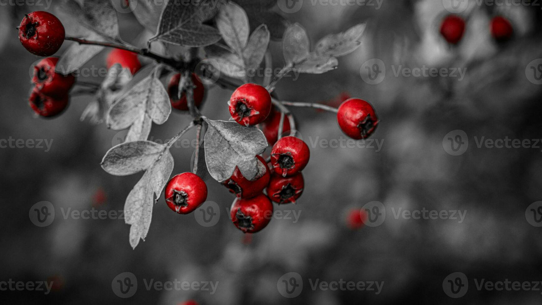 macro fermer de mûr aubépine baies dans l'automne photo