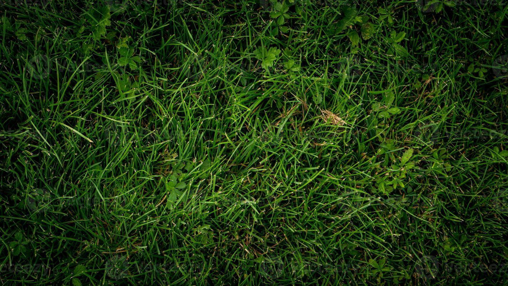 texture Contexte de vert herbe photo