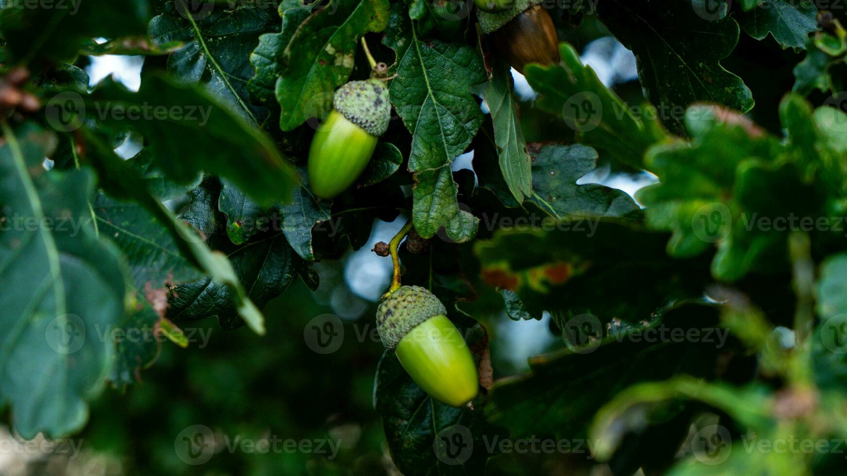 détaillé macro coup de européen chêne feuille et gland photo