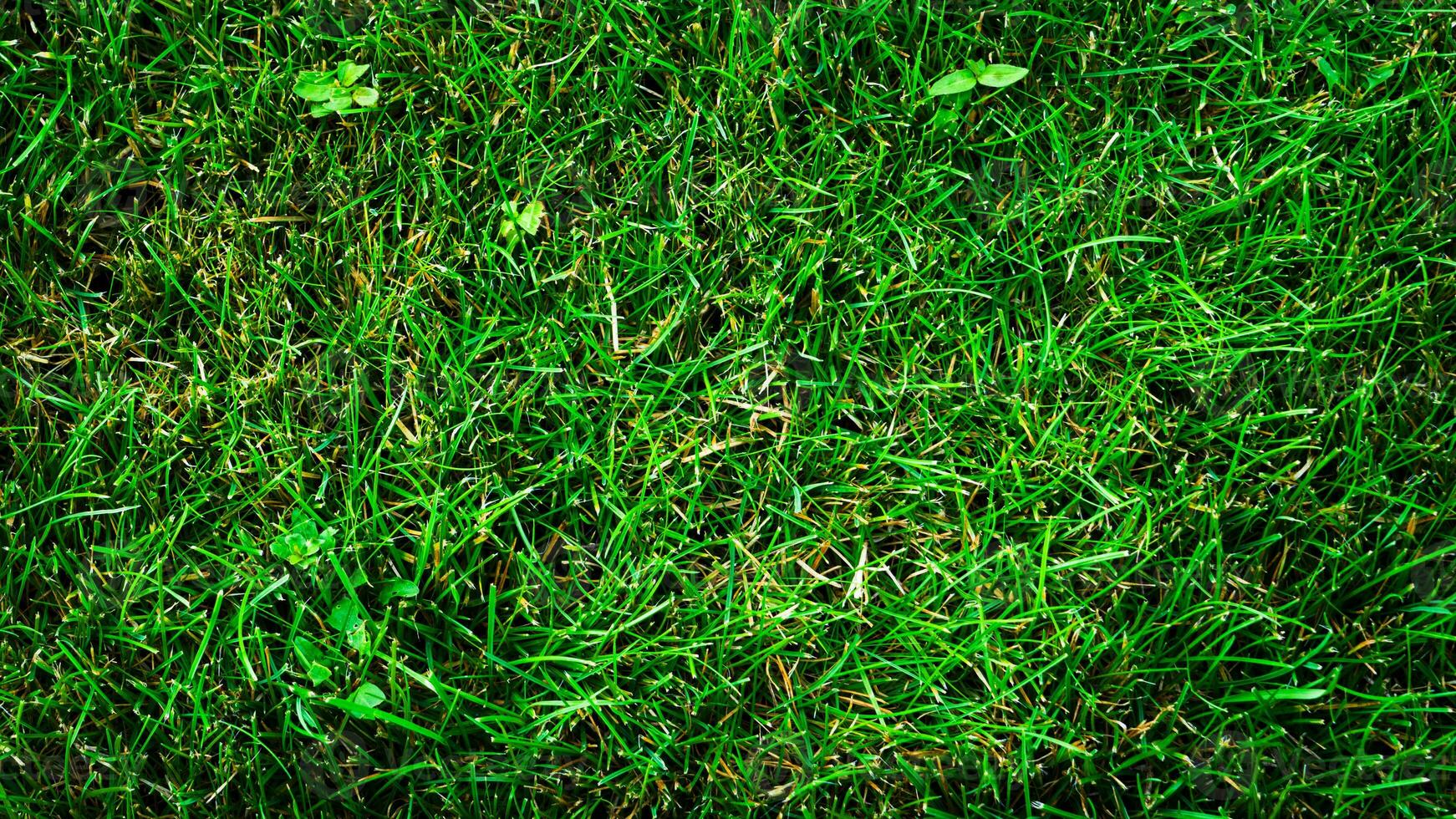 texture Contexte de vert herbe photo