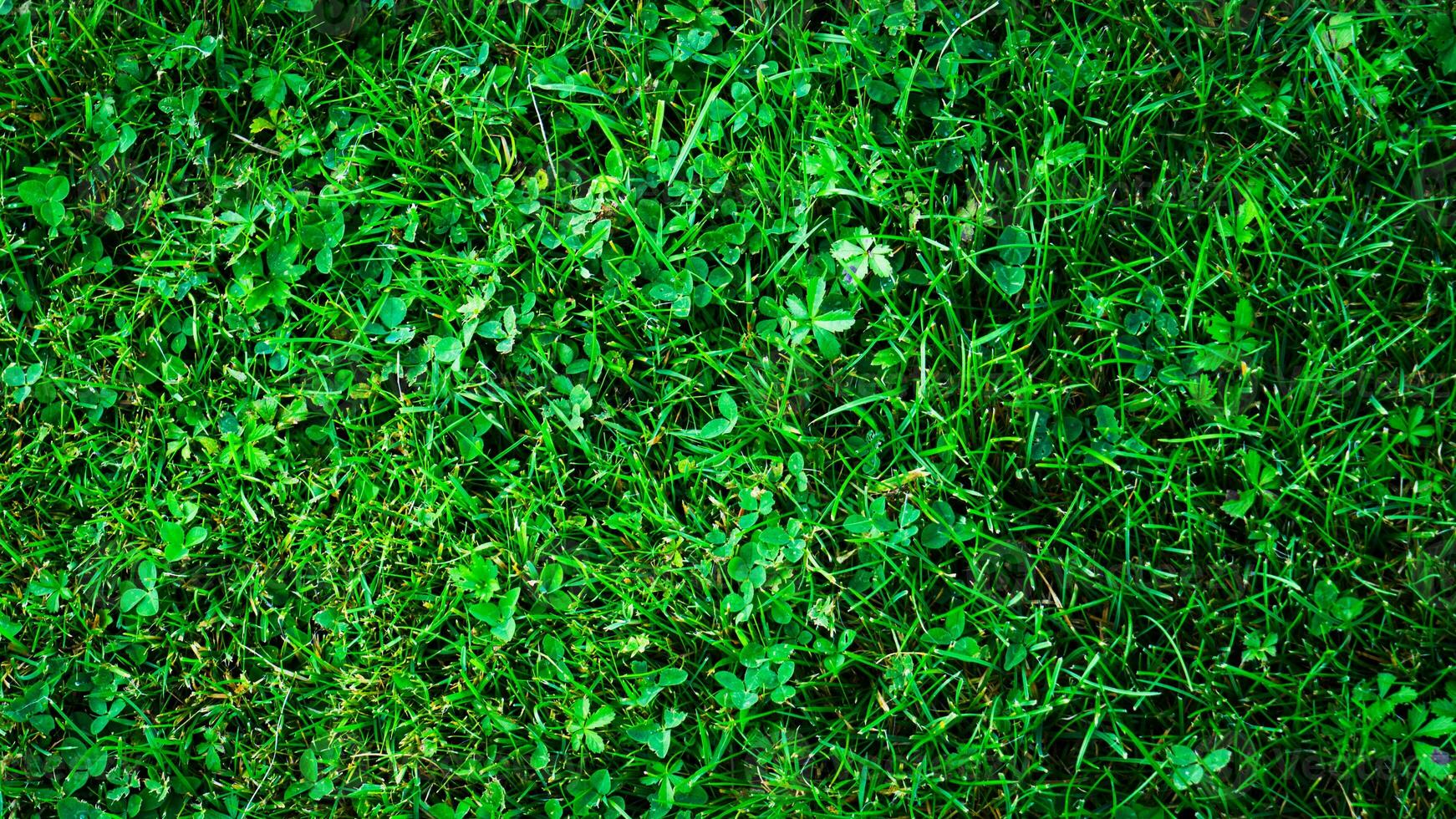 texture Contexte de vert herbe photo