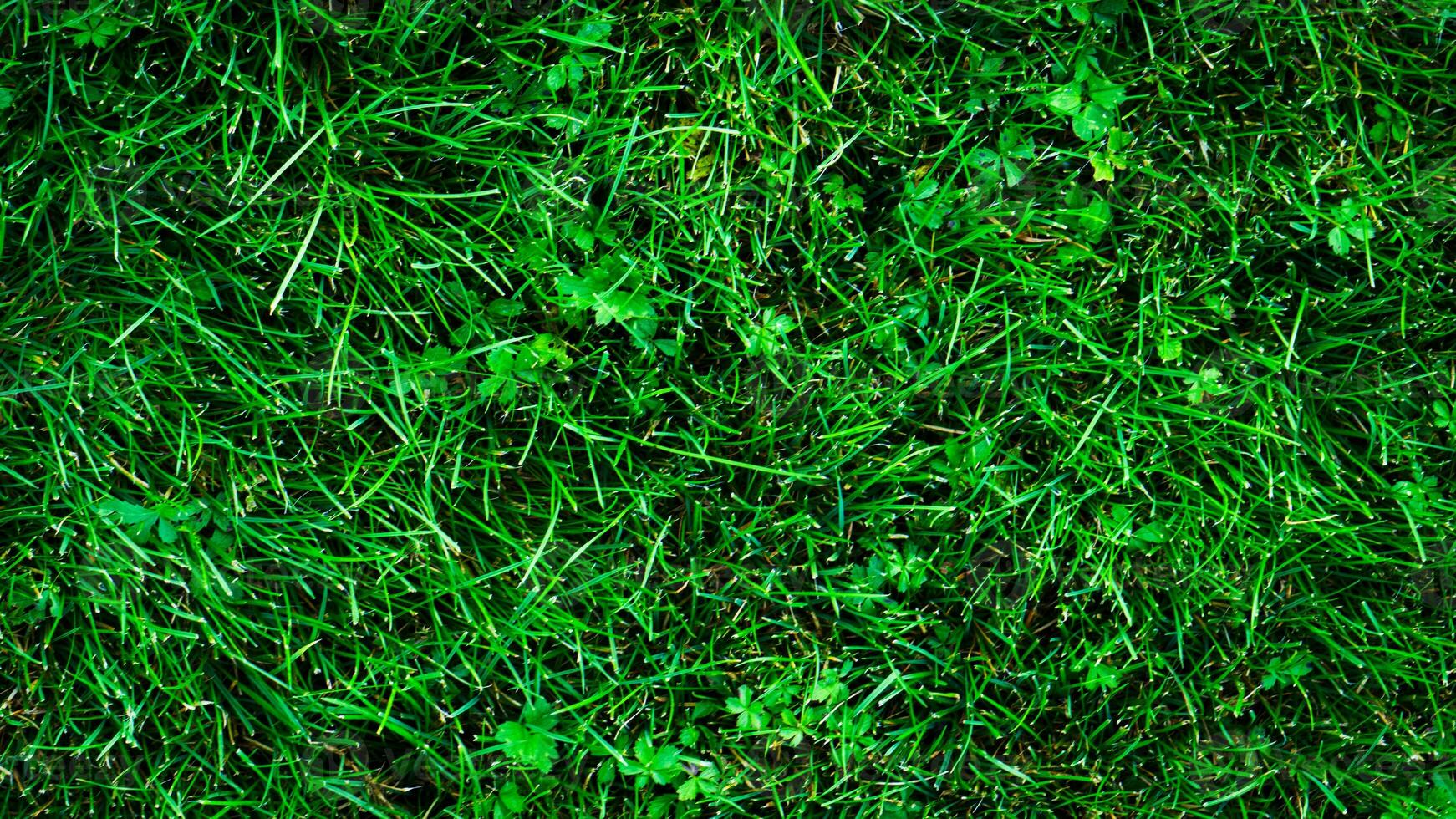 texture Contexte de vert herbe photo