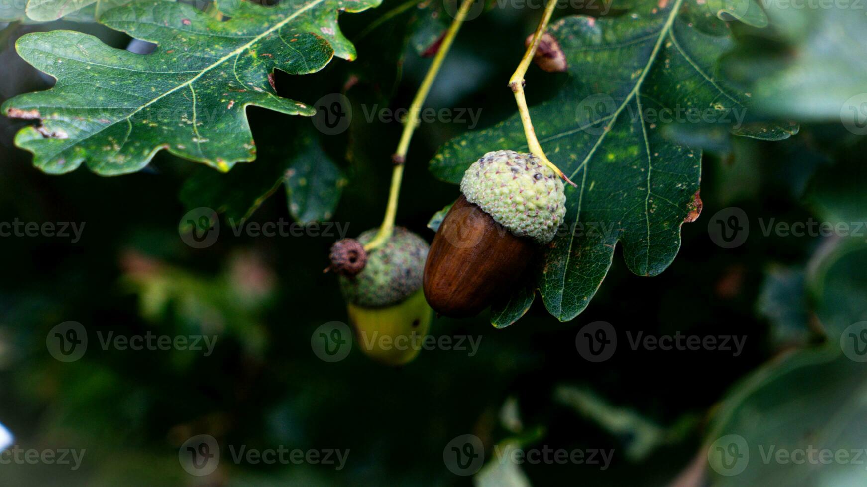 détaillé macro coup de européen chêne feuille et gland photo