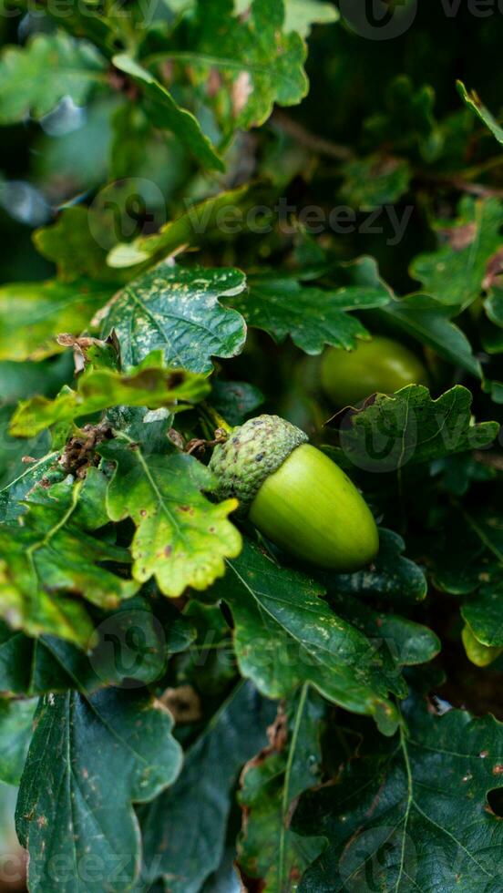 détaillé macro coup de européen chêne feuille et gland photo