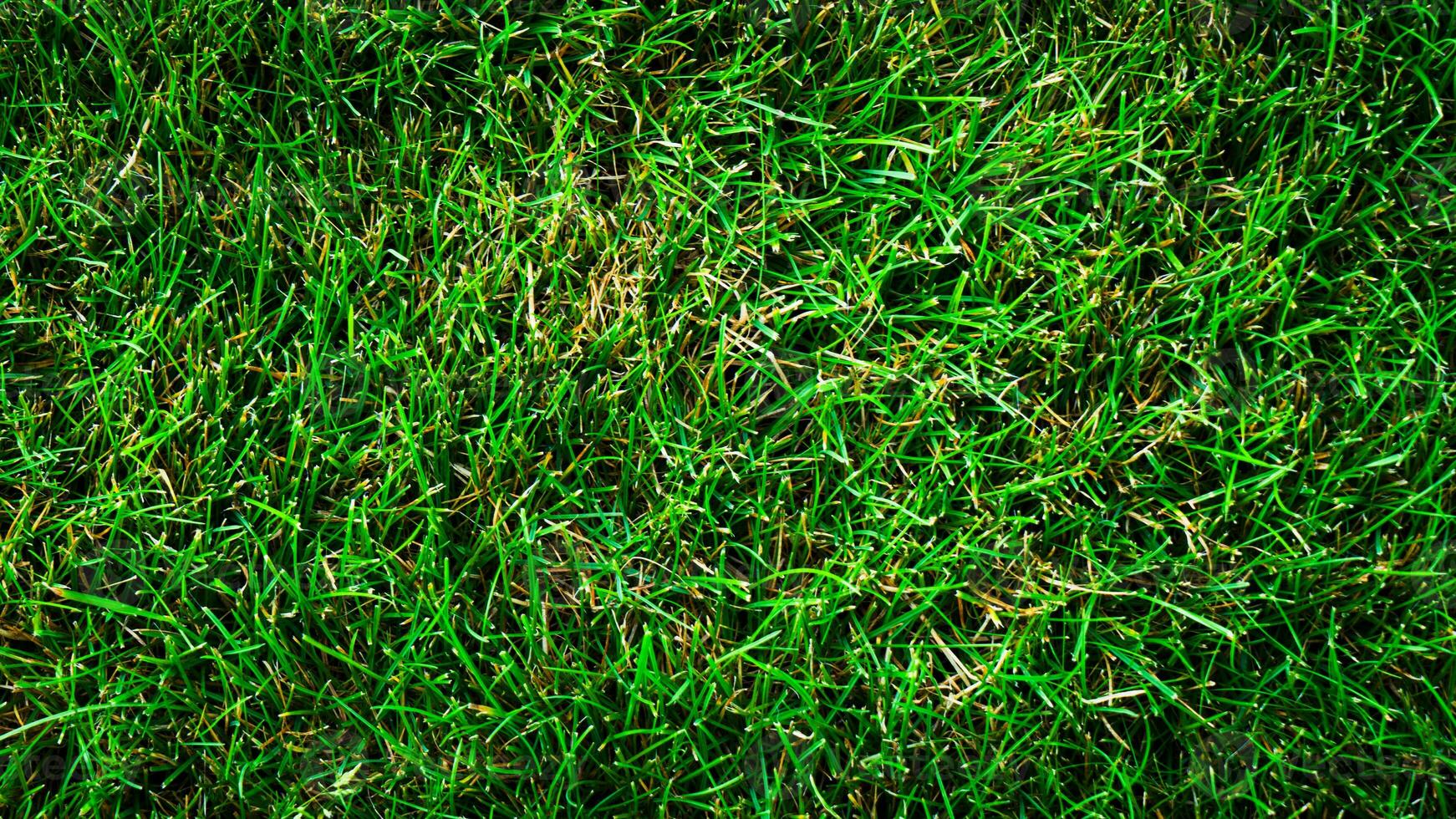 texture Contexte de vert herbe photo