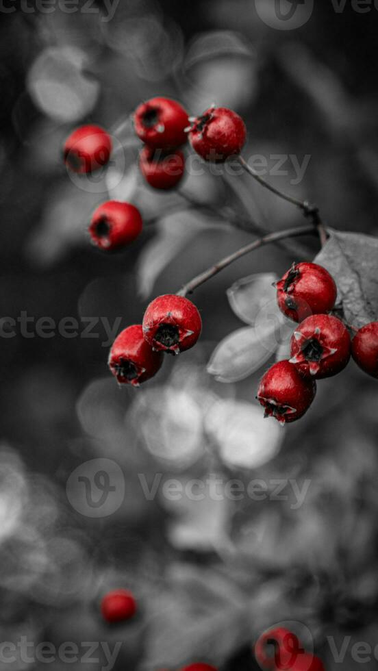 macro fermer de mûr aubépine baies dans l'automne photo