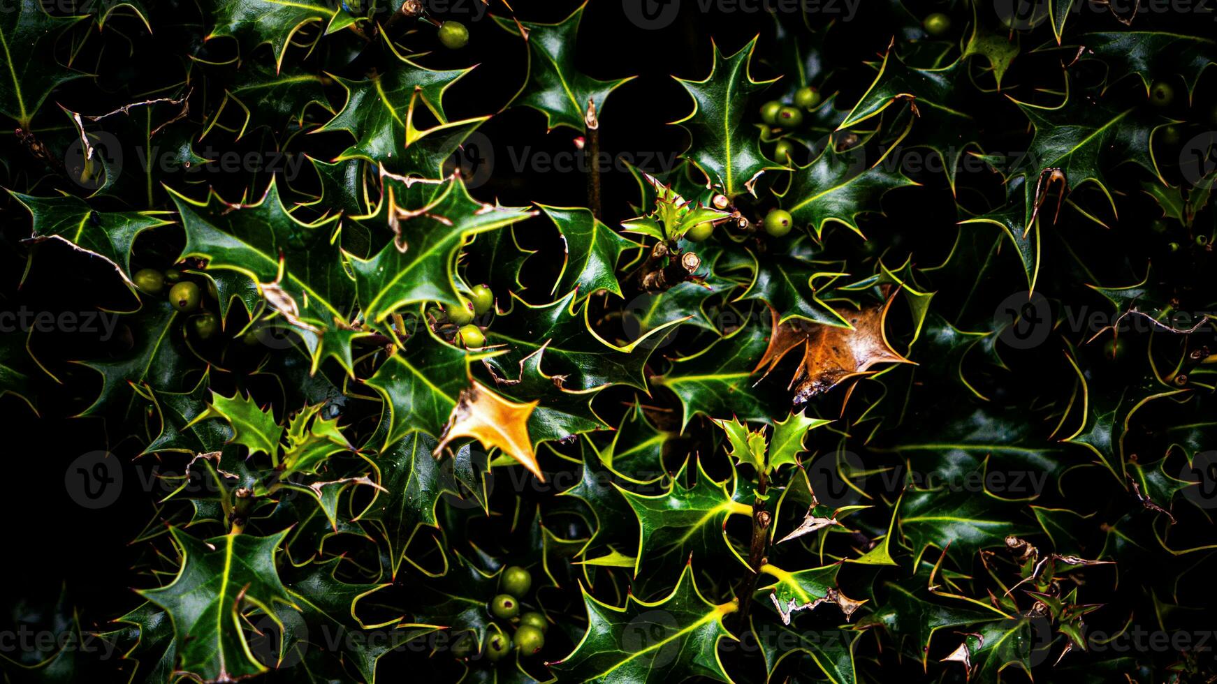 tropical jungle abstrait Haut vue feuillage photo