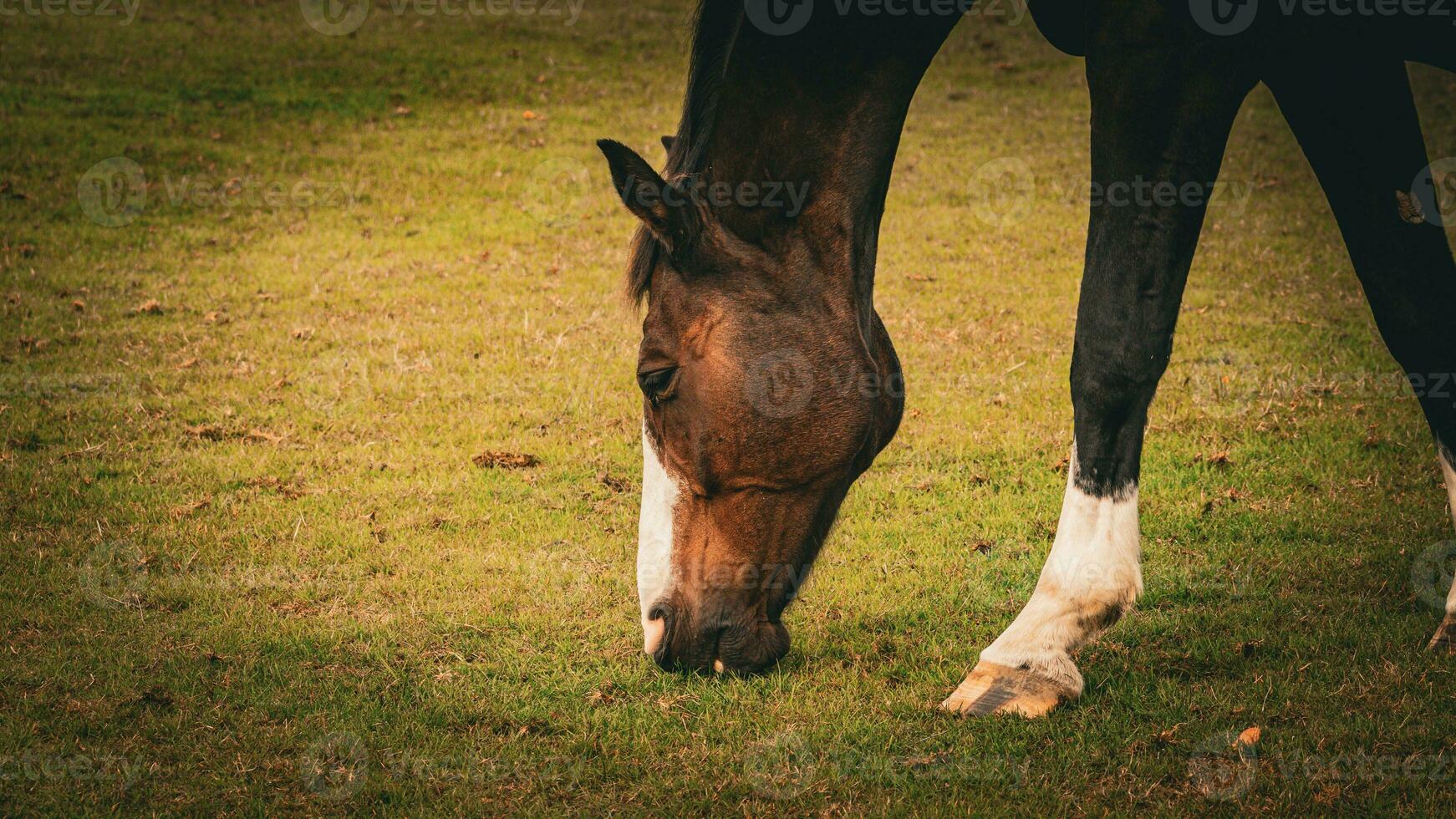 châtaigne beauté fermer de une étourdissant cheval photo