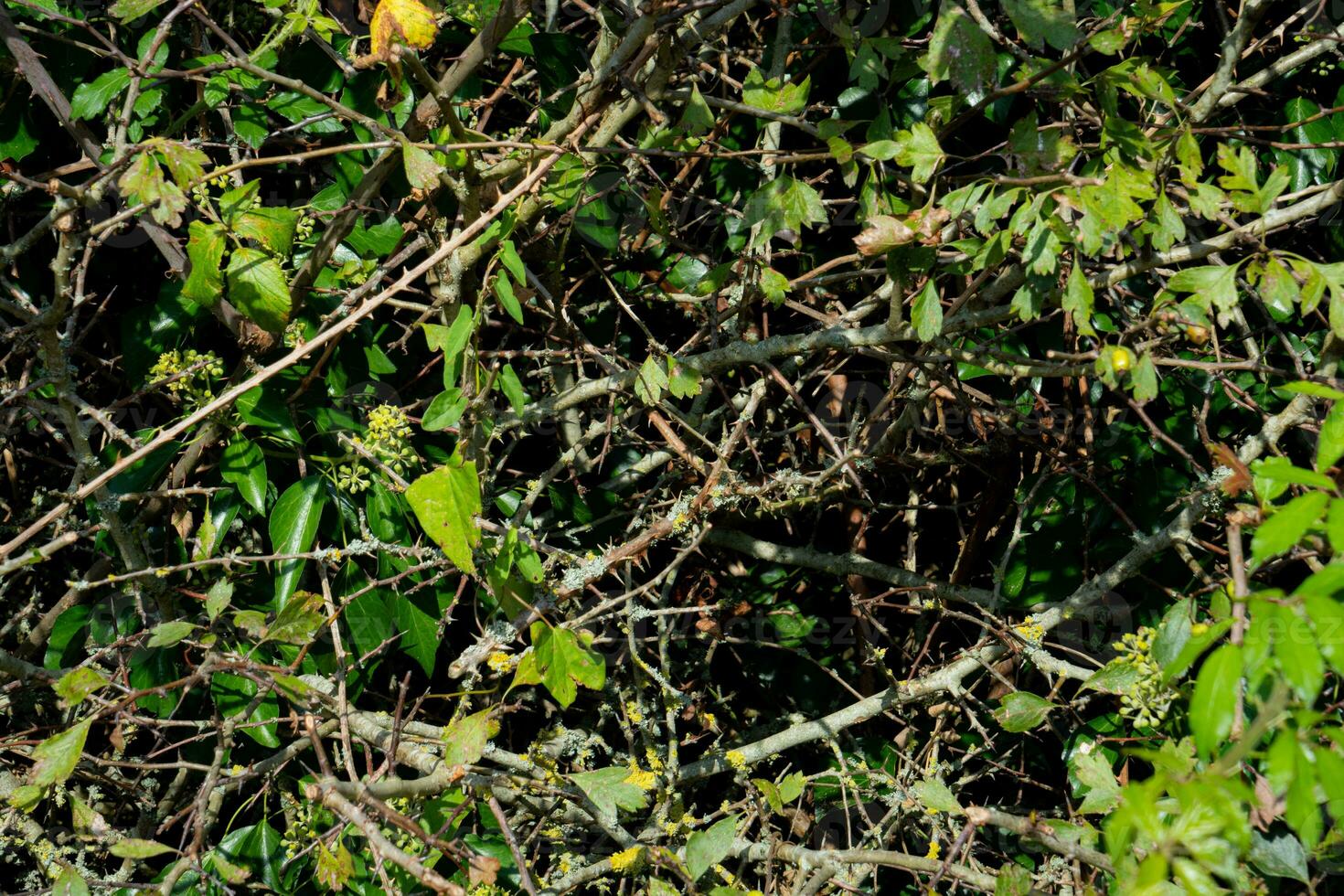 texture Contexte de buisson avec branche photo