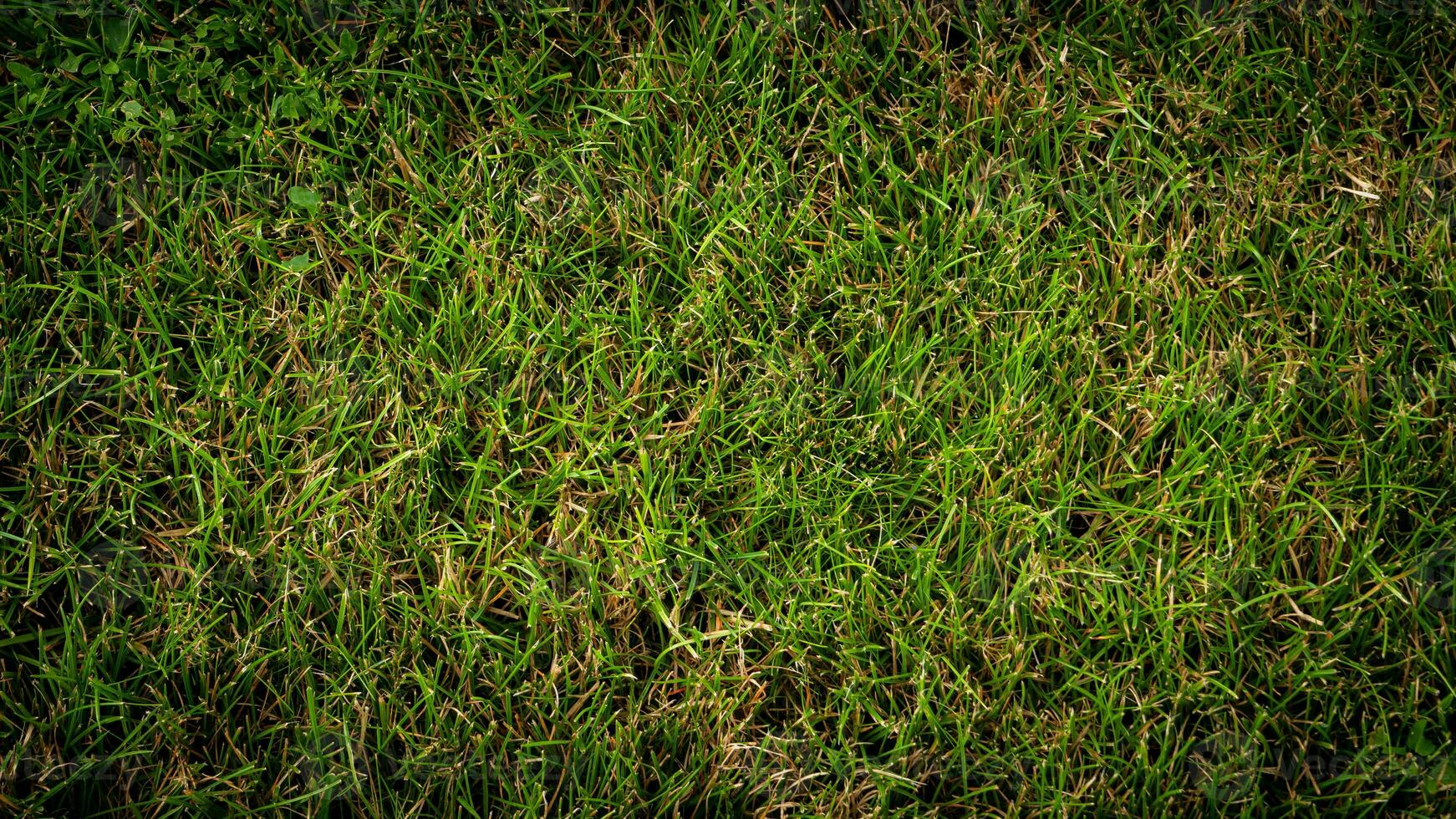 texture Contexte de vert herbe photo