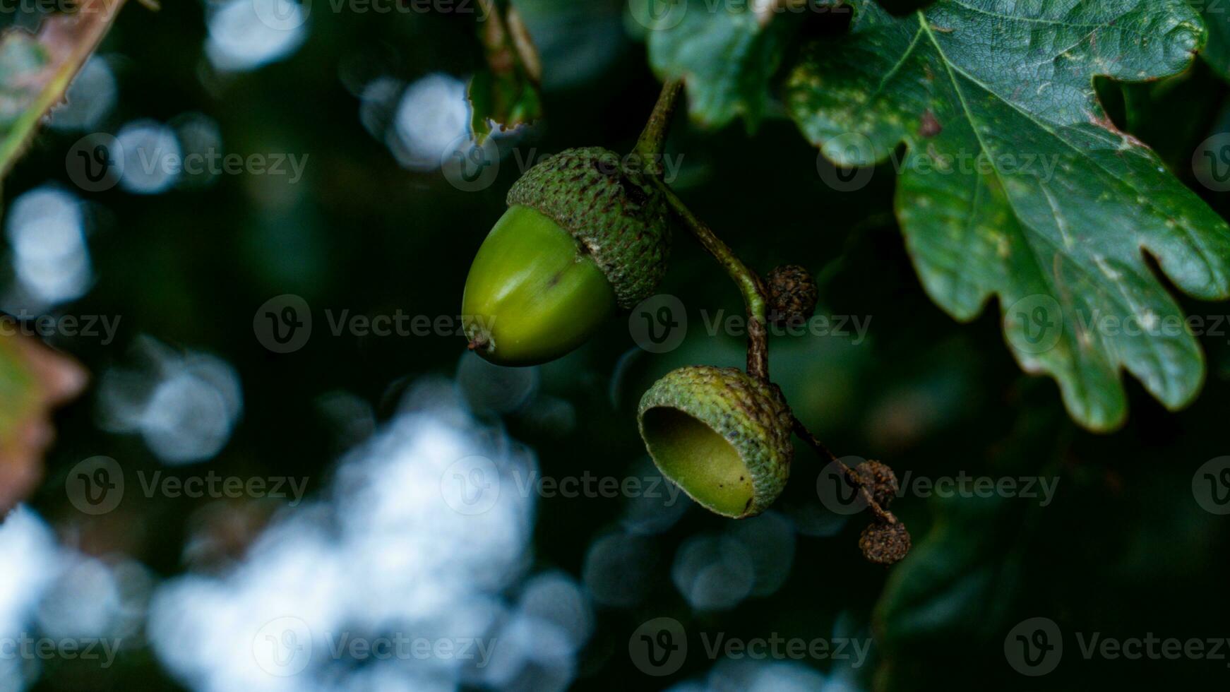 détaillé macro coup de européen chêne feuille et gland photo