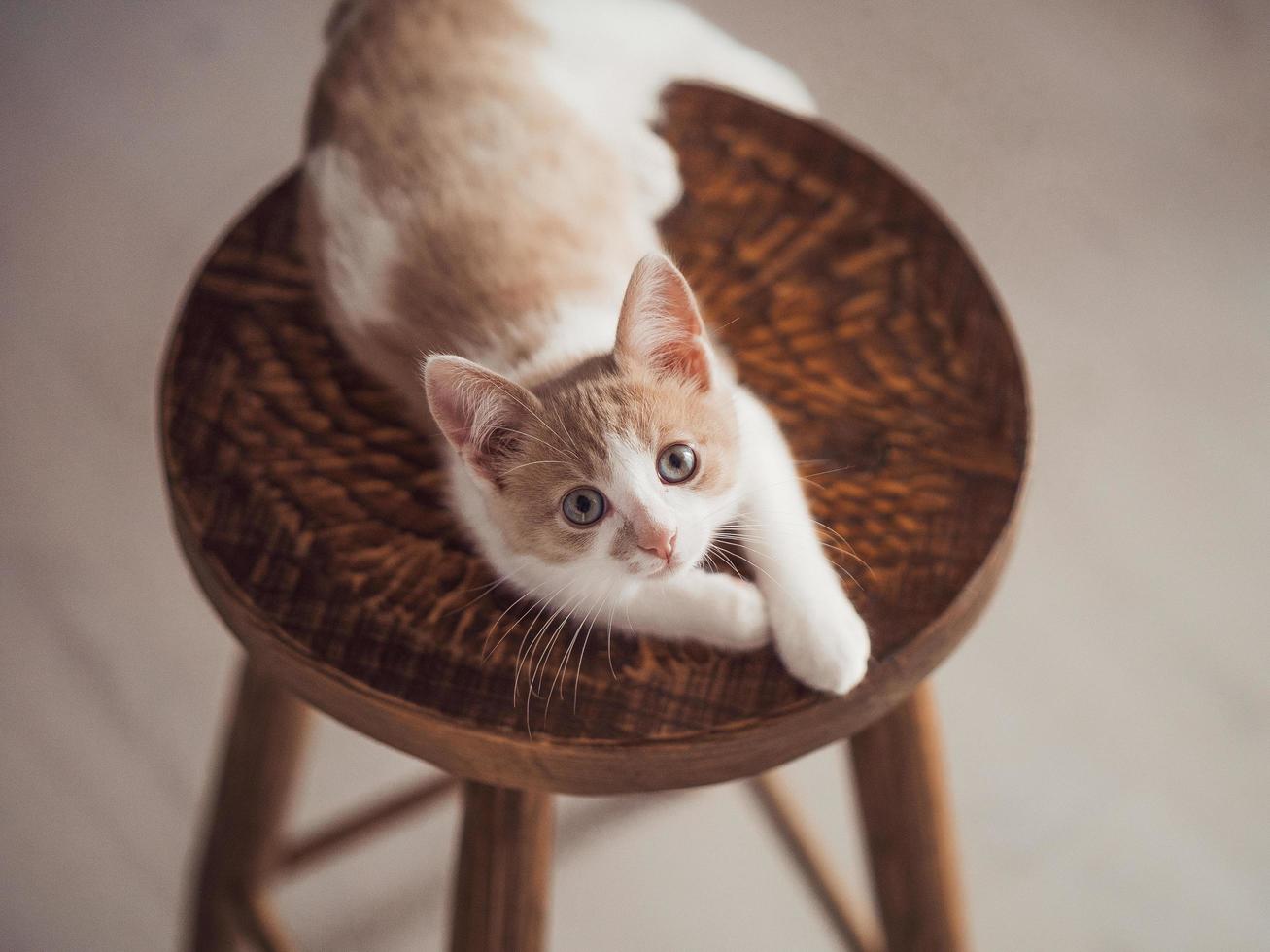 jeune chaton de couleur blanc rouge sur une chaise en bois photo