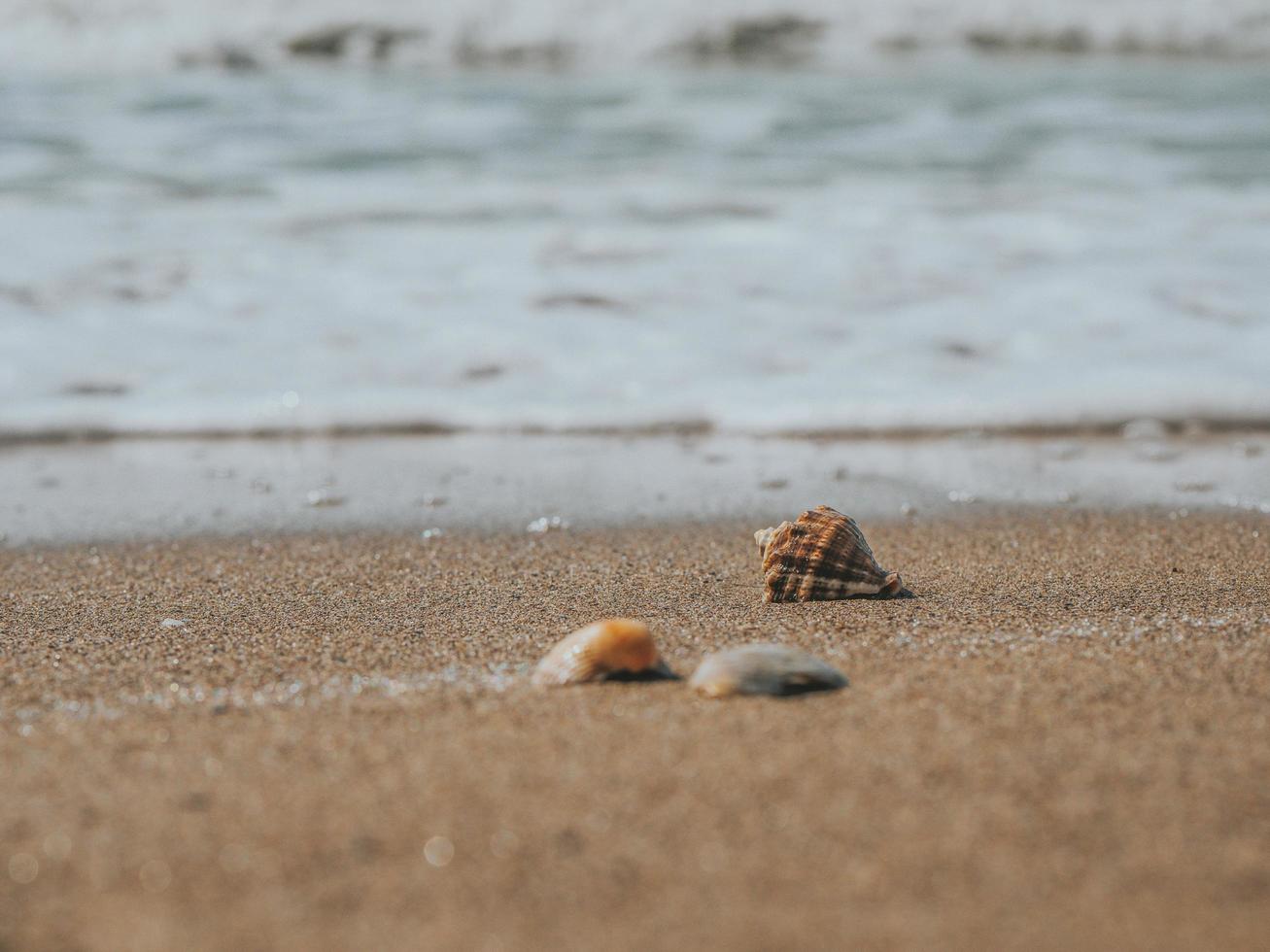 coquillages dans le sable sur la côte ou l'océan. écume de mer photo