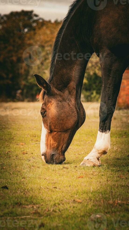 châtaigne beauté fermer de une étourdissant cheval photo