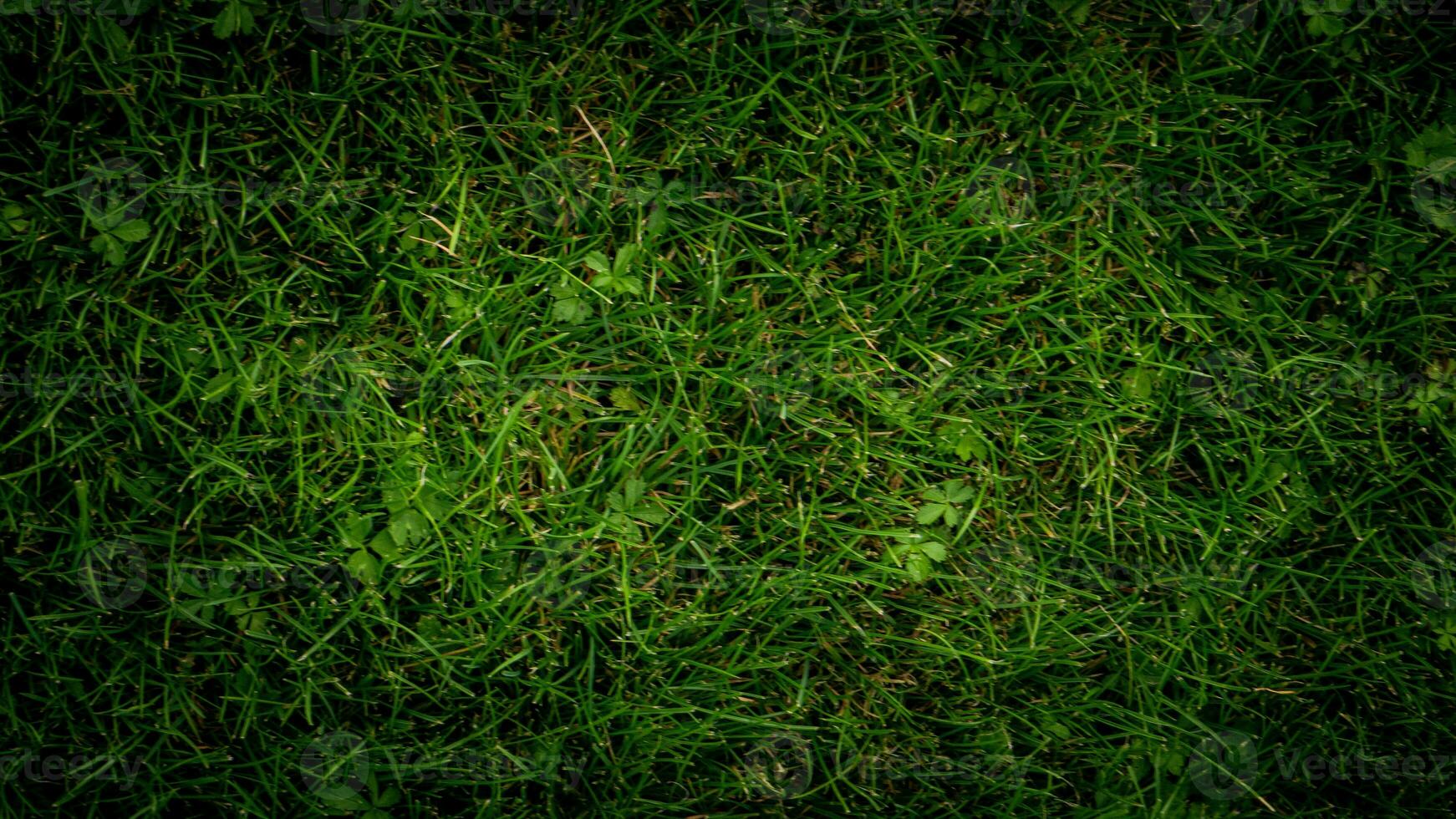 texture Contexte de vert herbe photo