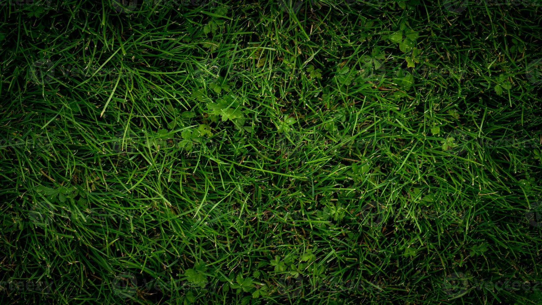 texture Contexte de vert herbe photo